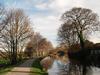 Silver Birches along the towpath